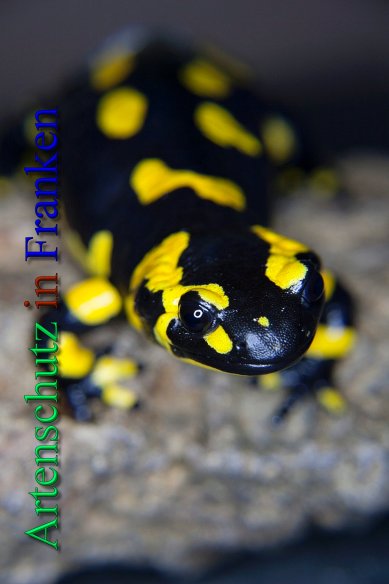 Copyright AiS - Peter Hoffmann Bild zum Eintrag (46311-160)