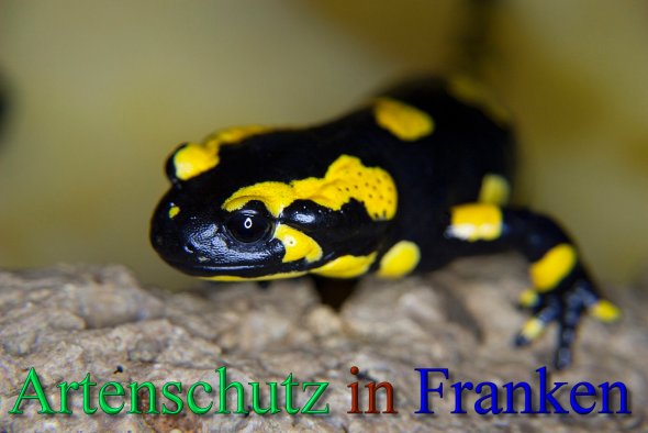 Copyright AiS - Peter Hoffmann Bild zum Eintrag (46312-160)