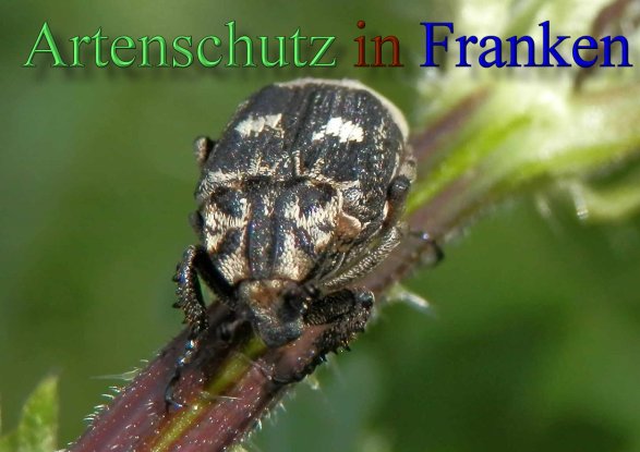 Copyright AiS- Albert Meier Bild zum Eintrag (46352-160)
