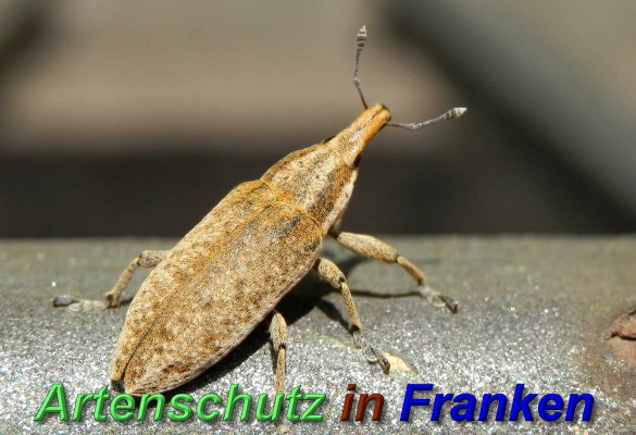 Copyright AiS- Albert Meier Bild zum Eintrag (46532-160)