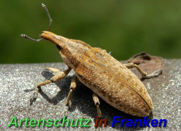 Copyright AiS- Albert Meier Bild zum Eintrag (46533-160)
