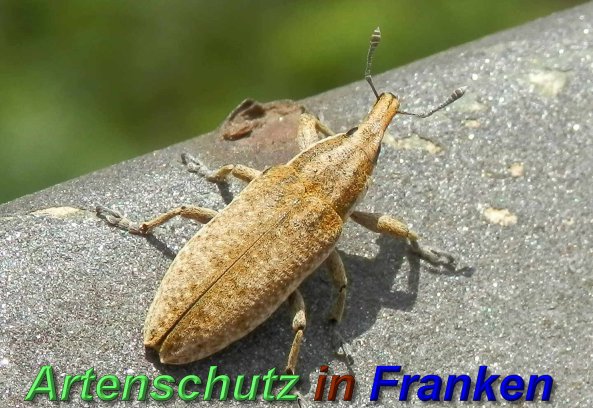 Copyright AiS- Albert Meier Bild zum Eintrag (46534-160)