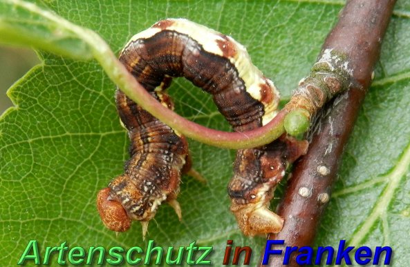 Copyright AiS- Albert Meier Bild zum Eintrag (46545-160)