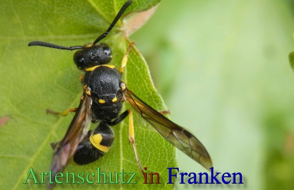 Copyright AiS- Albert Meier Bild zum Eintrag (46636-160)