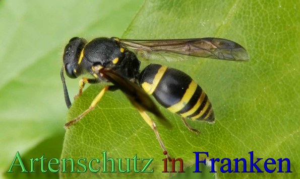 Copyright AiS- Albert Meier Bild zum Eintrag (46637-160)