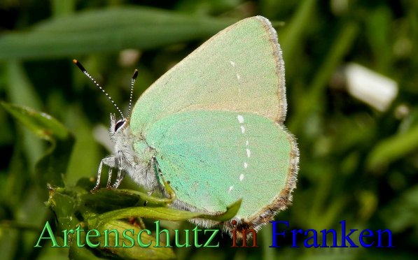 Copyright AiS- Albert Meier Bild zum Eintrag (46788-160)