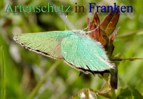 Copyright AiS- Albert Meier Bild zum Eintrag (46789-160)