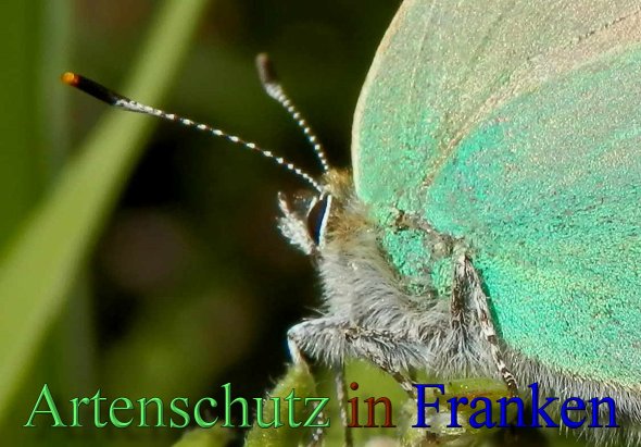 Copyright AiS- Albert Meier Bild zum Eintrag (46790-160)