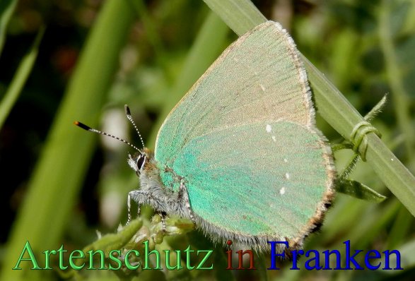 Copyright AiS- Albert Meier Bild zum Eintrag (46791-160)