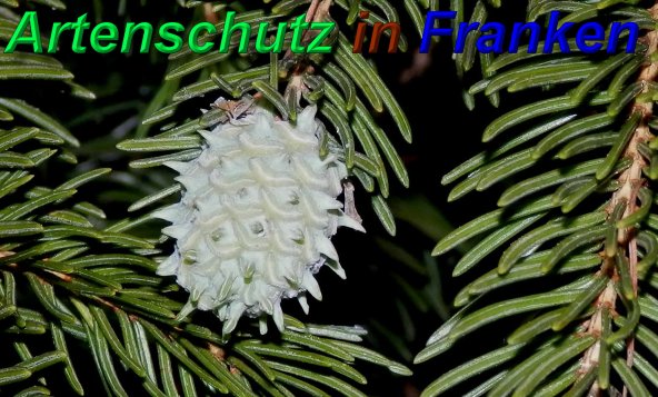 Copyright AiS- Albert Meier Bild zum Eintrag (46885-160)