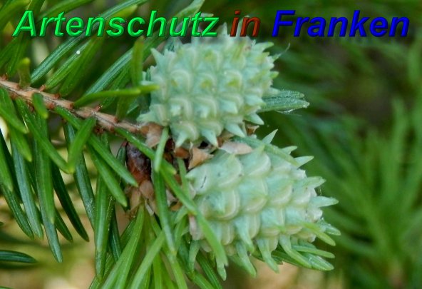 Copyright AiS- Albert Meier Bild zum Eintrag (46886-160)