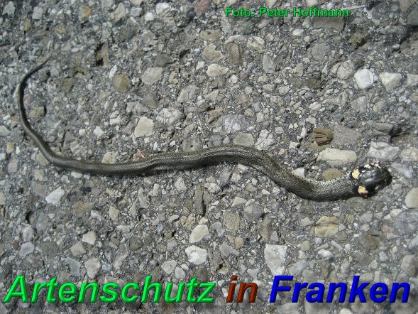 Copyright AiS - Peter Hoffmann Bild zum Eintrag (46889-160)