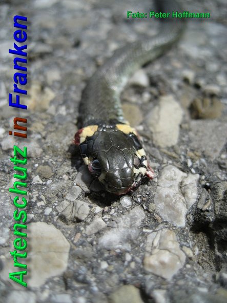 Copyright AiS - Peter Hoffmann Bild zum Eintrag (46891-160)