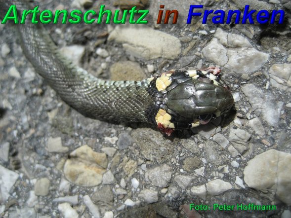 Copyright AiS - Peter Hoffmann Bild zum Eintrag (46892-160)
