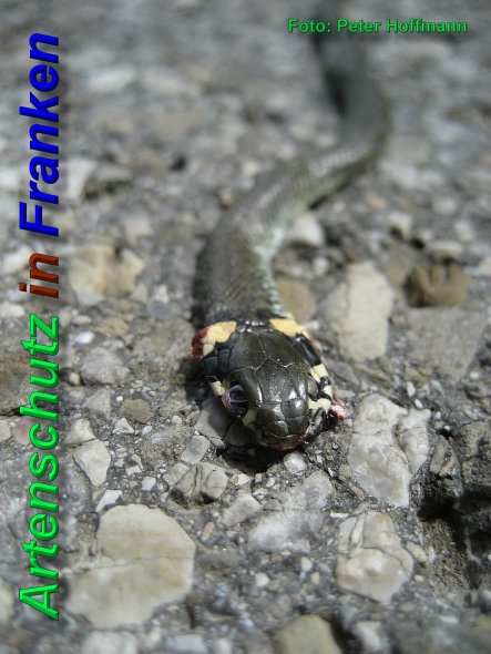 Copyright AiS - Peter Hoffmann Bild zum Eintrag (46893-160)