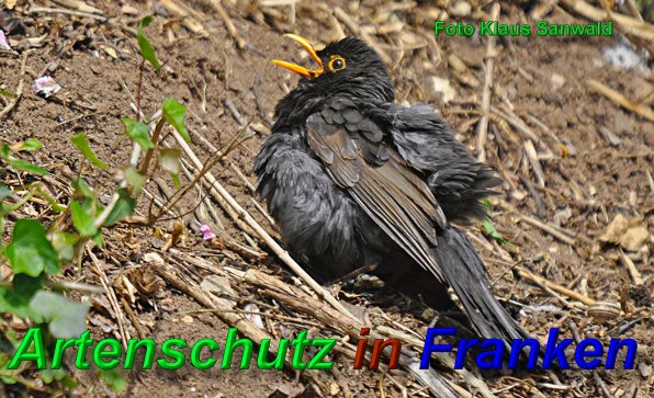 Copyright AiS-Klaus Sanwald Bild zum Eintrag (46895-160)
