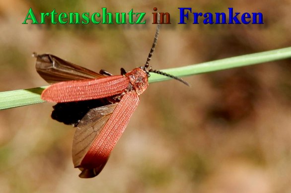 Copyright AiS- Albert Meier Bild zum Eintrag (46995-160)