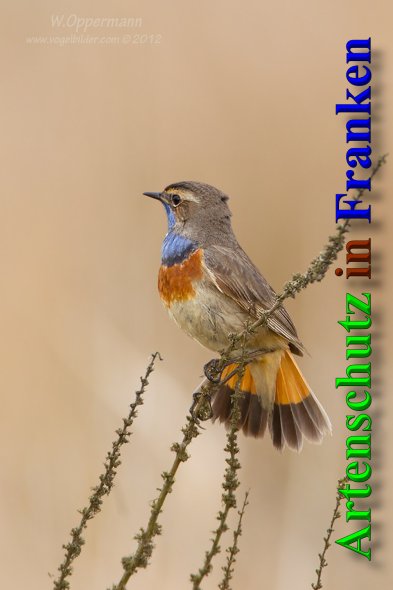 Copyright AiS - Werner Oppermann - www.vogelbilder.com Bild zum Eintrag (47035-160)