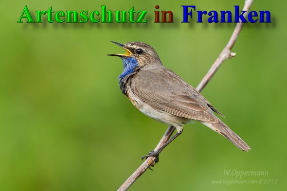 Copyright AiS - Werner Oppermann - www.vogelbilder.com Bild zum Eintrag (47036-160)
