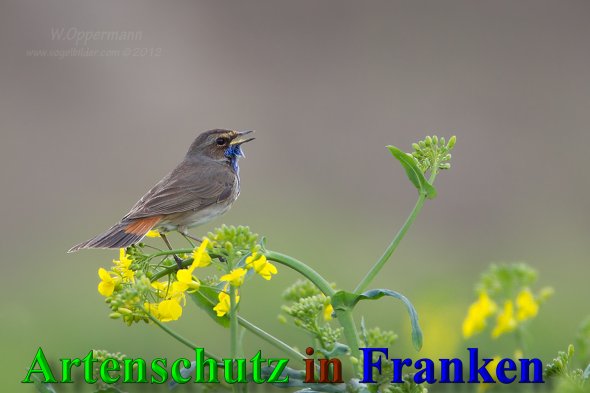Copyright AiS - Werner Oppermann - www.vogelbilder.com Bild zum Eintrag (47037-160)