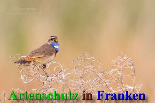 Copyright AiS - Werner Oppermann - www.vogelbilder.com Bild zum Eintrag (47038-160)