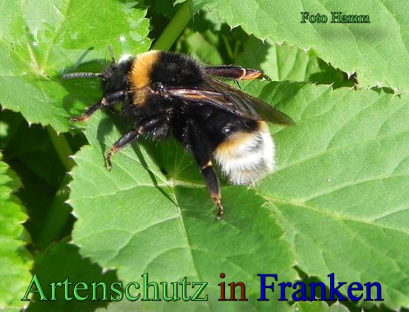 Copyright AiS Hamm Bild zum Eintrag (47054-160)