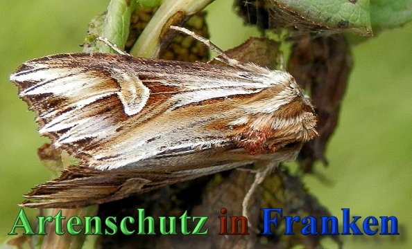 Copyright AiS- Albert Meier Bild zum Eintrag (47217-160)