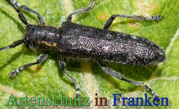 Copyright AiS- Albert Meier Bild zum Eintrag (47259-160)