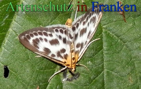 Bild zum Eintrag (47263-160)