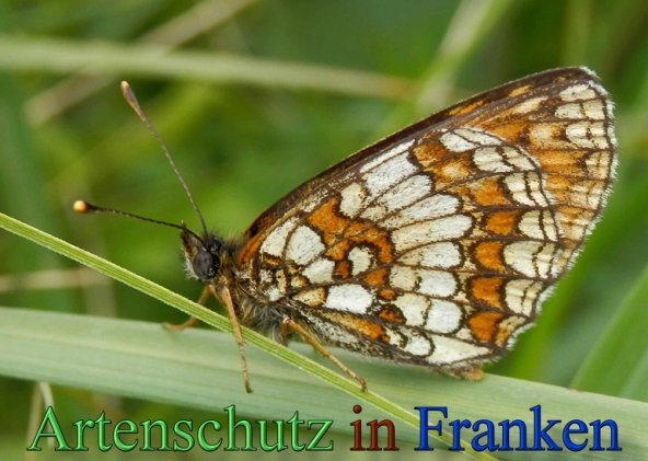 Copyright AiS- Albert Meier Bild zum Eintrag (47270-160)