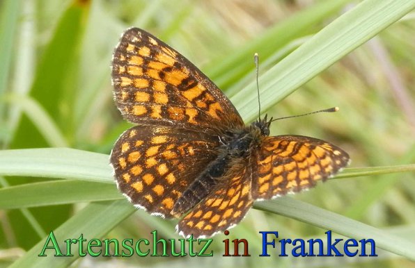 Copyright AiS- Albert Meier Bild zum Eintrag (47271-160)