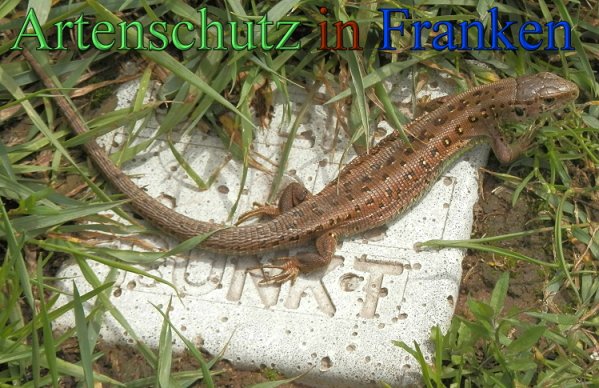 Copyright AiS- Albert Meier Bild zum Eintrag (47283-160)