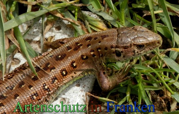 Copyright AiS- Albert Meier Bild zum Eintrag (47284-160)