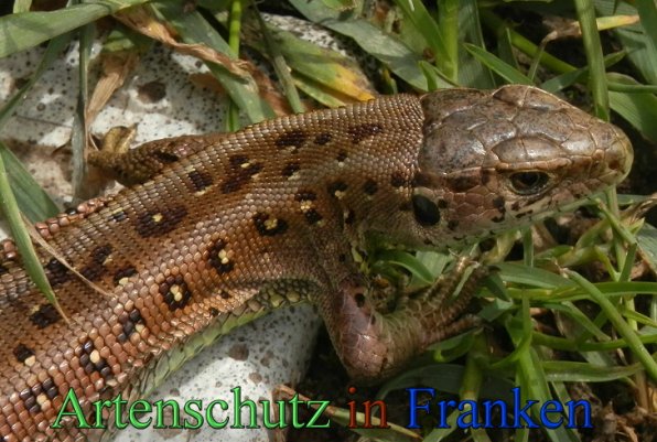 Copyright AiS- Albert Meier Bild zum Eintrag (47285-160)