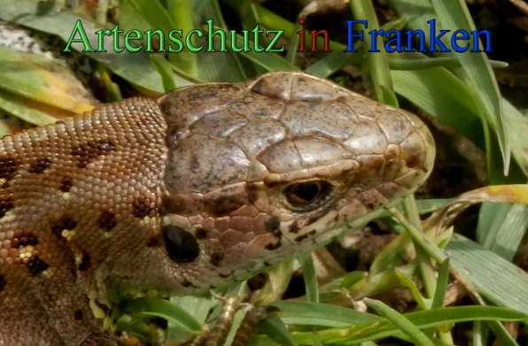 Copyright AiS- Albert Meier Bild zum Eintrag (47286-160)