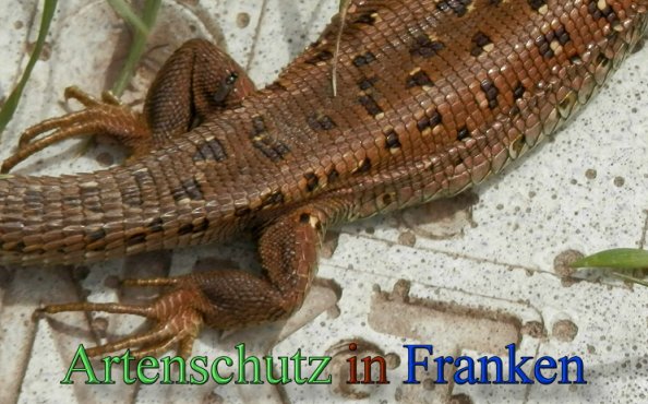 Copyright AiS- Albert Meier Bild zum Eintrag (47287-160)