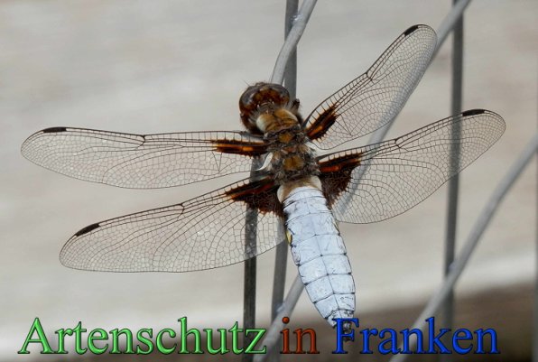 Copyright AiS- Albert Meier Bild zum Eintrag (47289-160)
