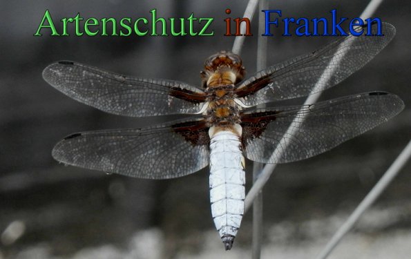 Copyright AiS- Albert Meier Bild zum Eintrag (47290-160)