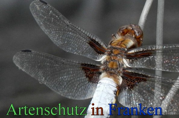 Copyright AiS- Albert Meier Bild zum Eintrag (47291-160)