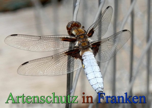 Copyright AiS- Albert Meier Bild zum Eintrag (47292-160)