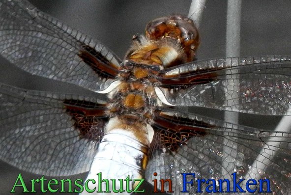 Copyright AiS- Albert Meier Bild zum Eintrag (47293-160)