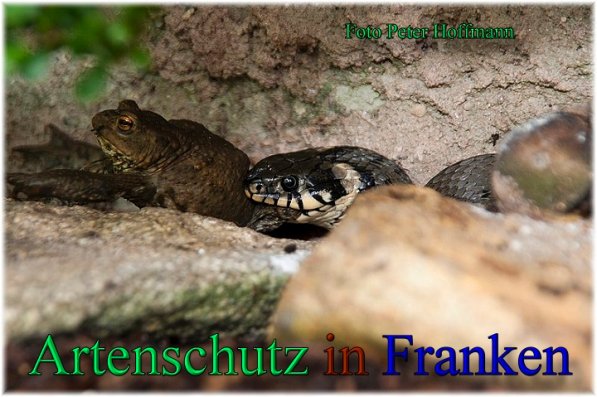 Copyright AiS - Peter Hoffmann Bild zum Eintrag (47310-160)