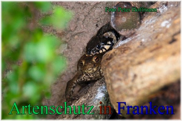 Copyright AiS - Peter Hoffmann Bild zum Eintrag (47311-160)