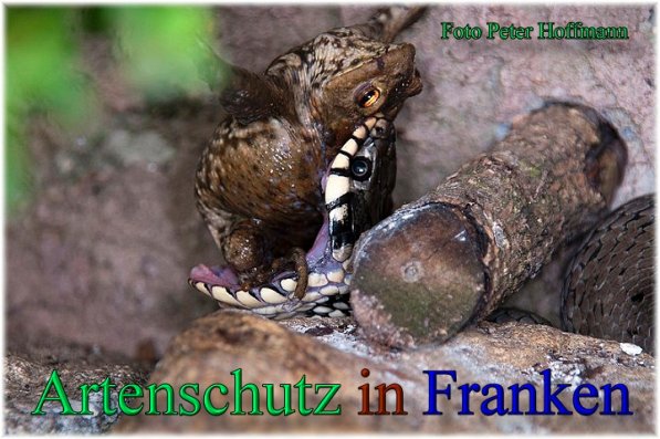 Copyright AiS - Peter Hoffmann Bild zum Eintrag (47312-160)