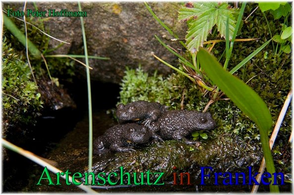 Copyright AiS - Peter Hoffmann Bild zum Eintrag (47334-160)