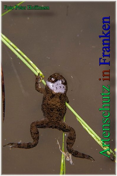 Copyright AiS - Peter Hoffmann Bild zum Eintrag (47335-160)