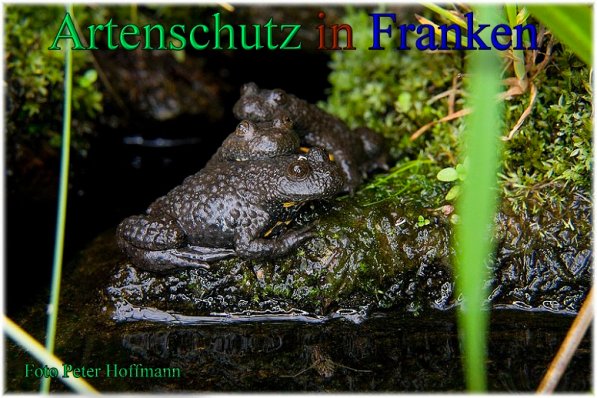 Copyright AiS - Peter Hoffmann Bild zum Eintrag (47337-160)