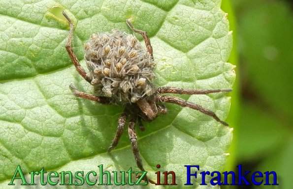 Bild zum Eintrag (47344-160)