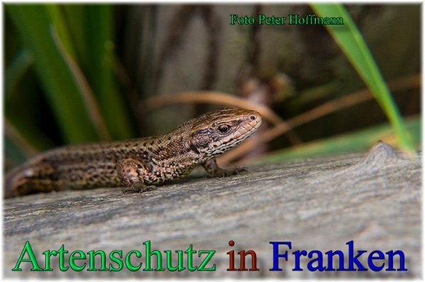 Copyright AiS - Peter Hoffmann Bild zum Eintrag (47359-160)
