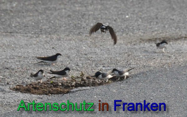Copyright AiS Rolf Thiemann Bild zum Eintrag (47437-160)